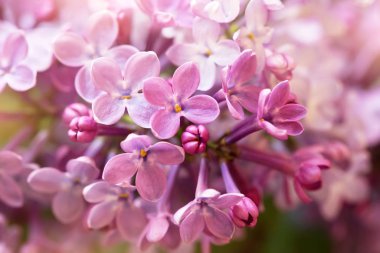 twig of tender soft purple lilac flowers, macro shot