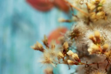 fluffy thistle twigs and dandelions, closeup view