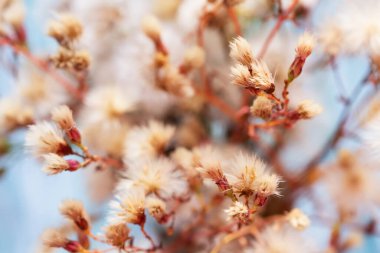 fluffy twigs of thistle plant, closeup view
