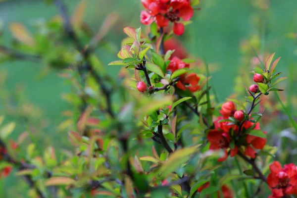 Hermosas Ramitas Florecientes Con Flores Rojas Brotes Primavera —  Fotos de Stock