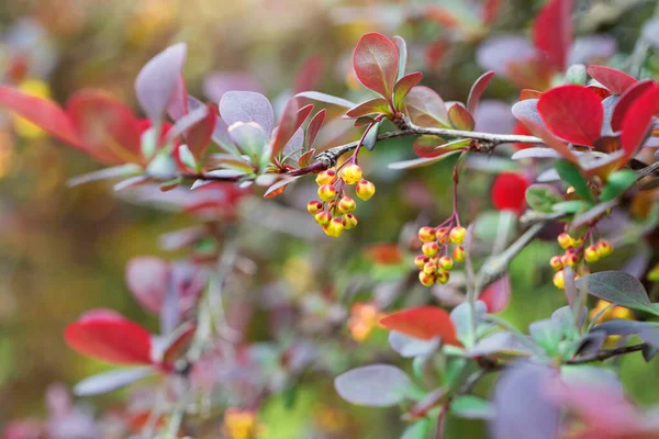 Ramo Albero Fiorente Con Foglie Rosse — Foto Stock