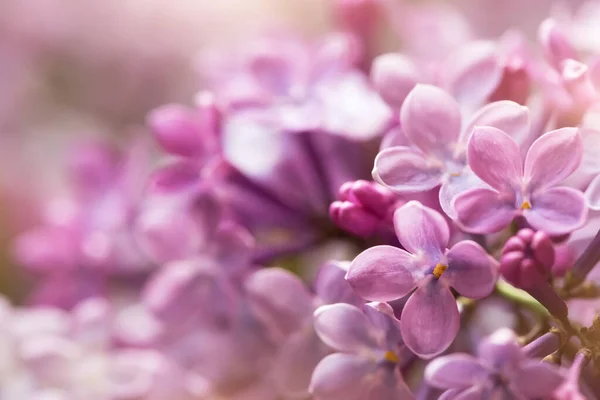 Miękkie Purpurowe Kwiaty Lilii Makro Shot — Zdjęcie stockowe