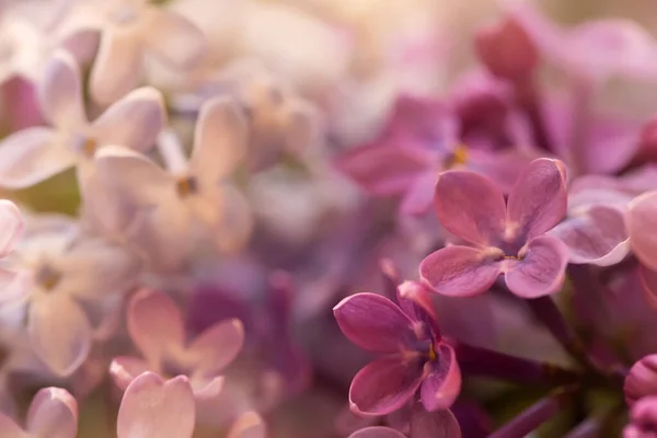Soft Purple White Lilac Flowers Macro Shot Suitable Floral Background — Stock Photo, Image