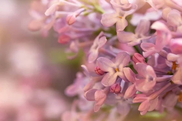 Tender Lilac Flowers Spring Macro Shot Suitable Floral Background — ストック写真