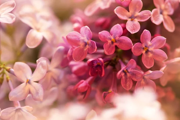 Tender Pink Lilac Flowers Spring Macro Shot Suitable Floral Background — Stock Photo, Image