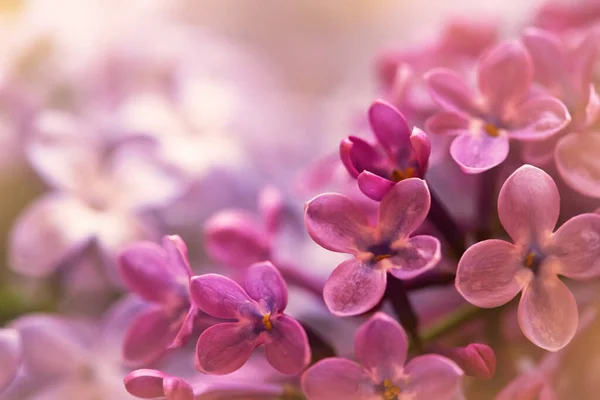 Flores Lila Púrpura Suave Primavera Macro Disparo Adecuado Para Fondo —  Fotos de Stock