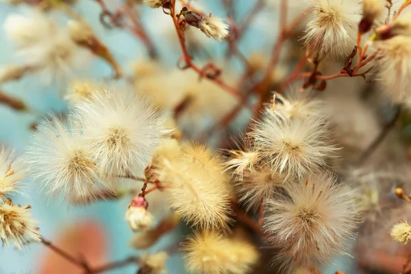 Fluffy Thistle Plant Twigs Dandelions Closeup View — 图库照片