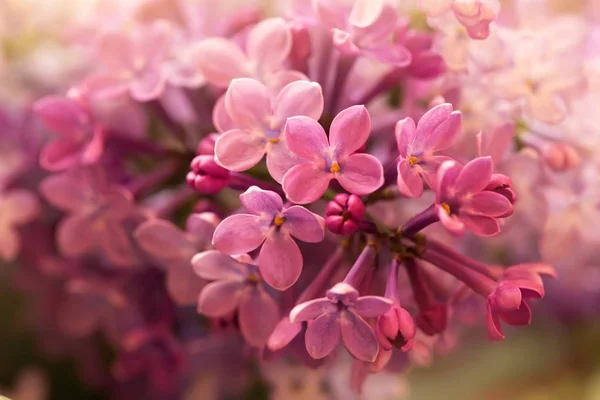 Twig Beautiful Soft Purple Lilac Flowers Macro Shot — ストック写真