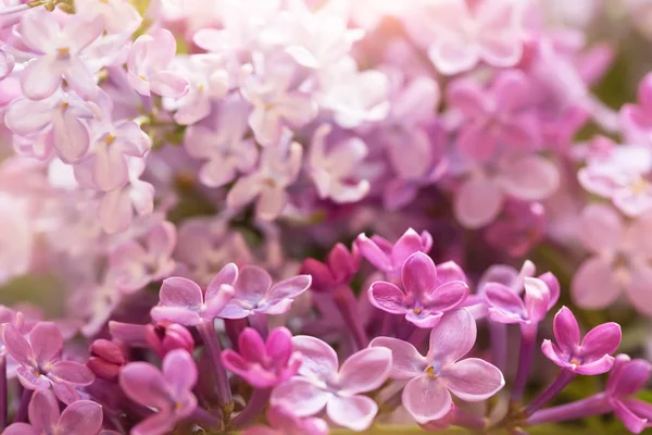 ライラックの花の枝マクロショット — ストック写真