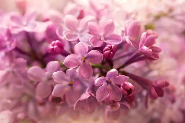 Милі Фіолетові Бузкові Квіти Крупним Планом — стокове фото