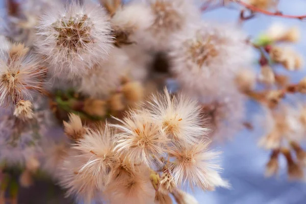 Roztomilý Nadýchané Květiny Detailní Pohled — Stock fotografie