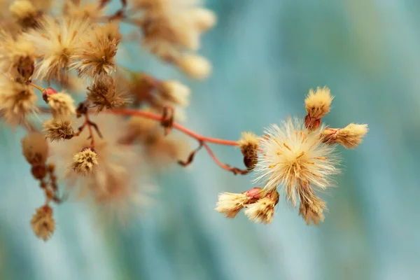 Roztomilý Měkké Nadýchané Květiny Makro Záběr — Stock fotografie