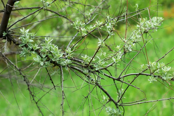 Krásná Větev Stromu Zelenými Listy Jaře — Stock fotografie