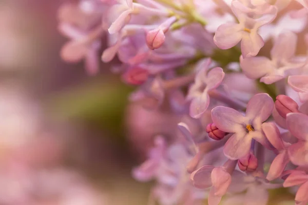 Tender Lilac Flowers Close Stock Image