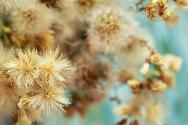 Cute Soft Fluffy Flowers Macro View Stock Photo