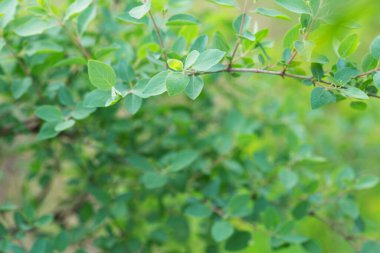 Baharda yeşil yapraklı dal, çiçek arkaplan
