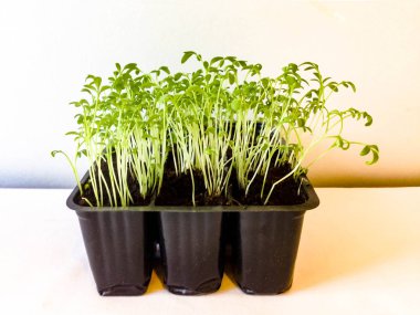 Ev yetiştirilen su teresi