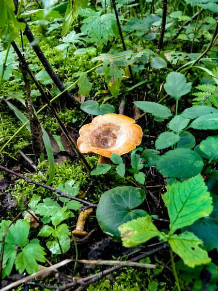 Pilz-Karotten-Kreisel im Gras — Stockfoto