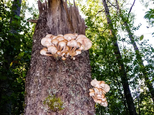 Медовый агарик на сухом стволе дерева — стоковое фото