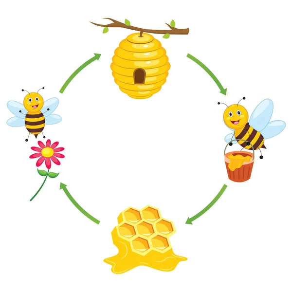 Vektorillustration der Honigproduktion durch Bienen — Stockvektor