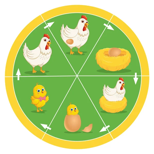 Cyklu życia ilustracji wektorowych kurczaka — Wektor stockowy
