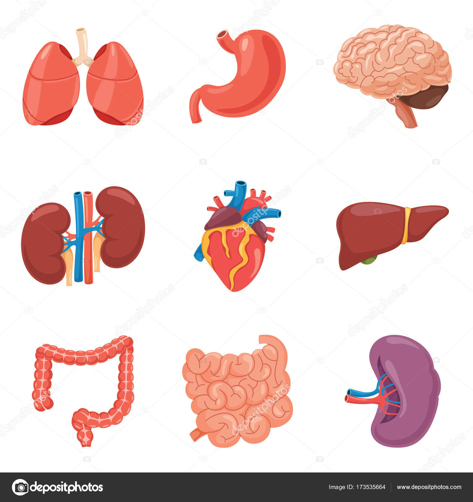 Organen Vector Illustratie Set Stockvector Organen Vector Illustratie Set Stockvector