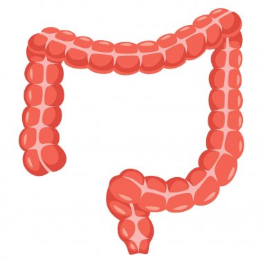 Kalın bağırsak vektör çizim