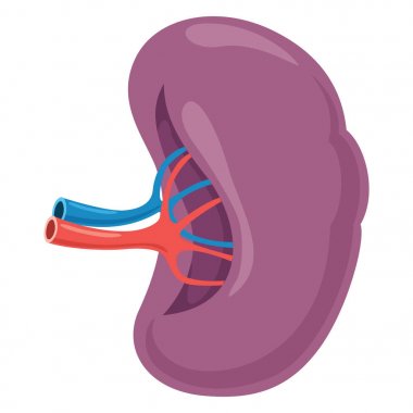 Dalak vektör çizim