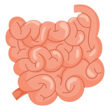 Small Intestine Vector Illustration clipart