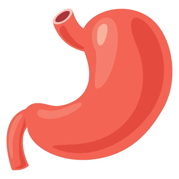 Stomach Vector Illustration — Stock Vector