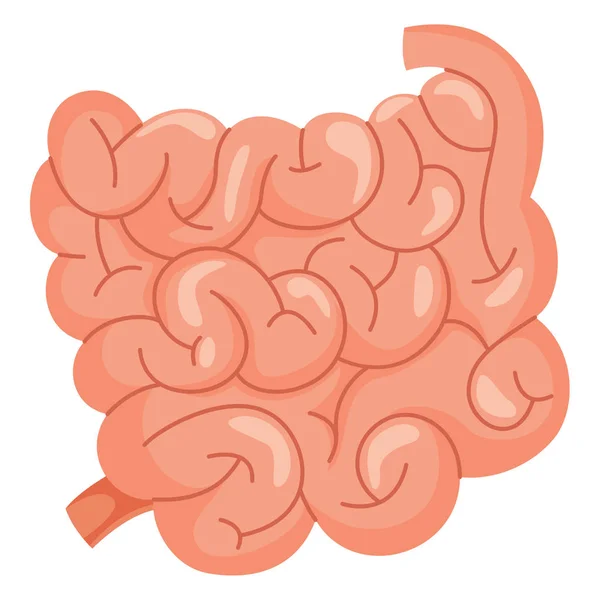 Ilustración del vector del intestino delgado — Archivo Imágenes Vectoriales