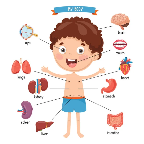 Ilustração Vetorial Corpo Humano —  Vetores de Stock