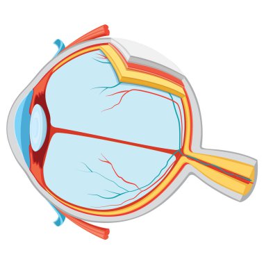 Vector Illustration Of Eye Anatomy clipart