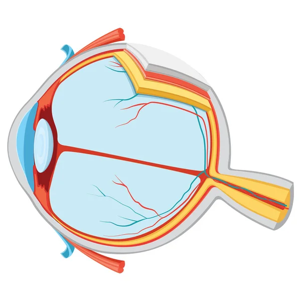 Vector Illustration Eye Anatomy — Stock Vector