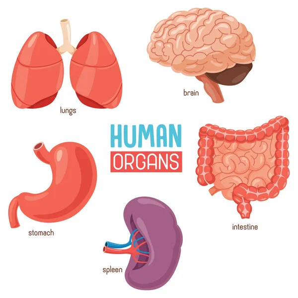 Ilustración Vectorial Órganos Humanos — Archivo Imágenes Vectoriales