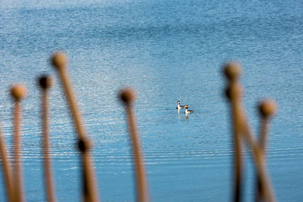 Dois pássaros, Great Crested Grebe nadando juntos — Fotografia de Stock