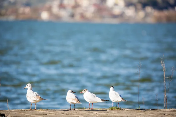 Quatro gaivotas descansando no lago — Fotografia de Stock