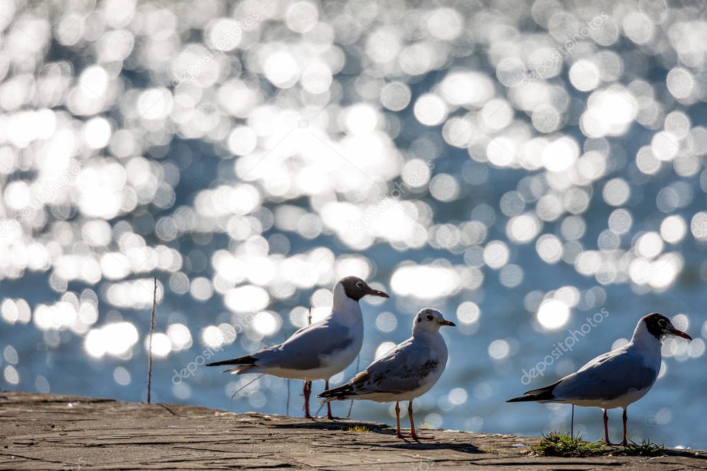 Three seagulls resting at the lake