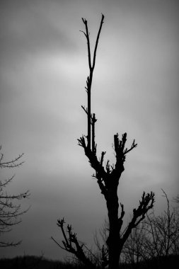 Moody siluet koyu gri içinde ağaç