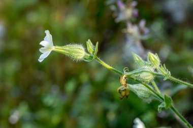 Çiçek açan, bulanık yeşil yapraklar.