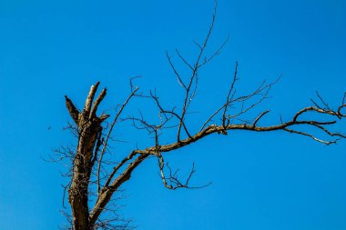 Kuru ağaç açık mavi gökyüzü arkaplanı