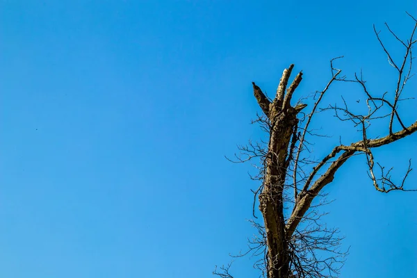 Droge boom heldere blauwe lucht achtergrond — Stockfoto