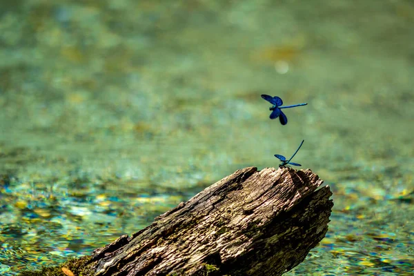 Libélula azul perto de galho de árvore seca na água do rio — Fotografia de Stock