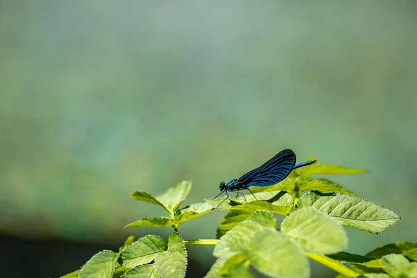 Lovely blue dragonfly rests on spring green leaves — Stock Photo, Image