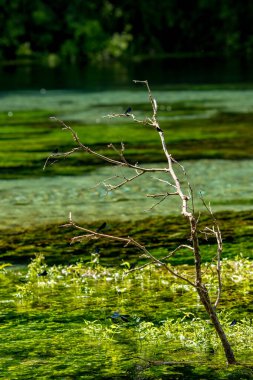 Mavi yusufçuk nehir suyundaki kuru ağaç dalının yanında.