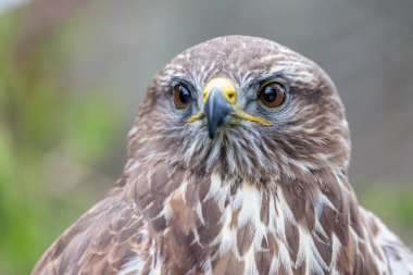 Altın kartal vesikalığı