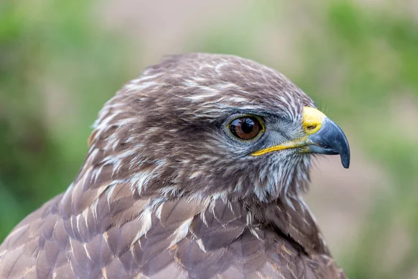 Tête d'aigle doré — Photo