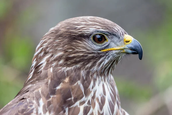 Tête d'aigle doré — Photo