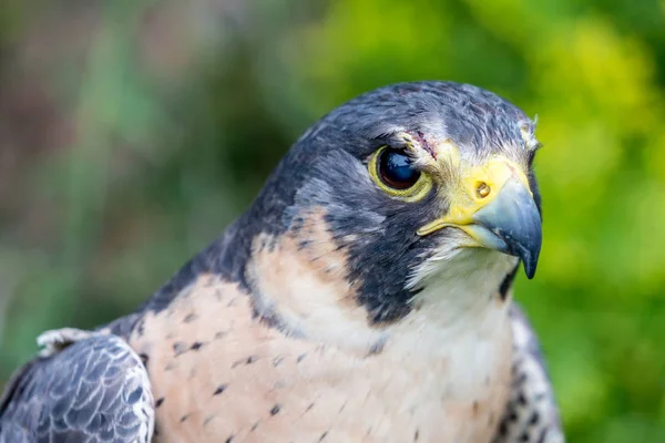 Gros plan sur Faucon crécerelle ou Falco Tinnunculus — Photo