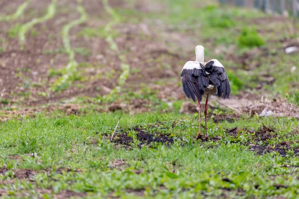 황새는 먹이를 찾아 가공된 들판을 걸어 다닌다 — 스톡 사진